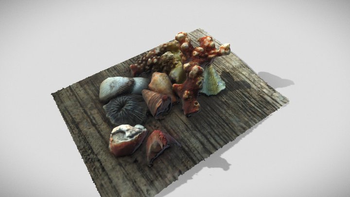 Corals and Shells 3D Model