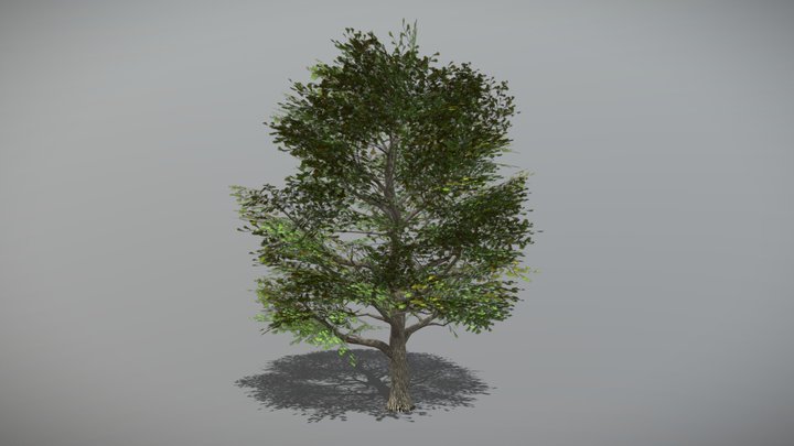 Oak 1 (Animated Tree) 3D Model