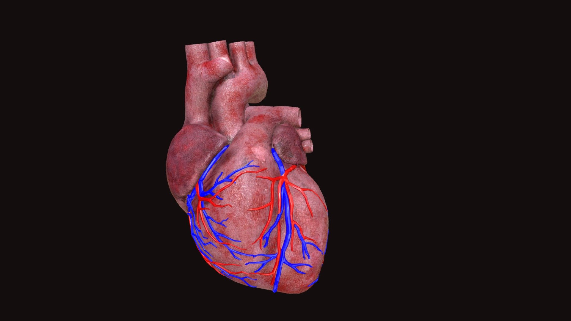 Human Heart 3D model 3D model by Animation_loop