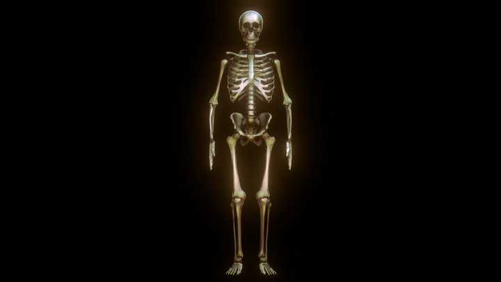 Human Skeleton 3D Model 3D Model