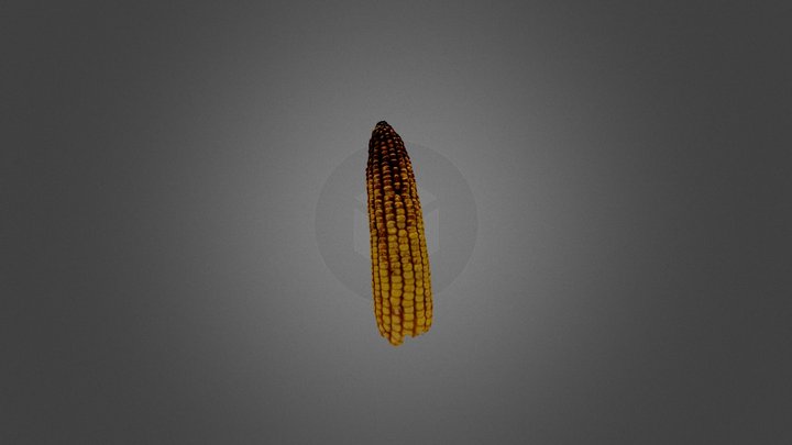 Red Tip Corn 3D Model