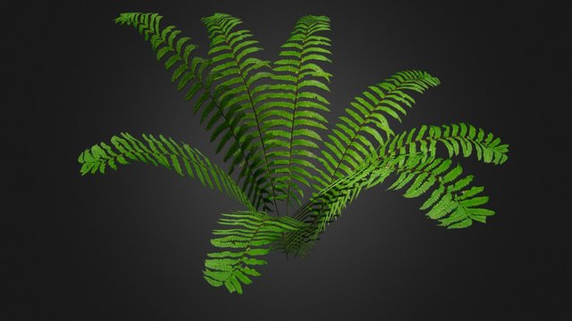 Ostrich Fern 3D Model