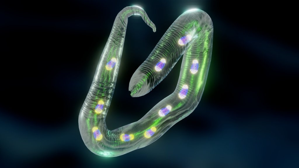 Caenorhabditis Elegans - Download Free 3D Model By Miguelangelo Rosario ...