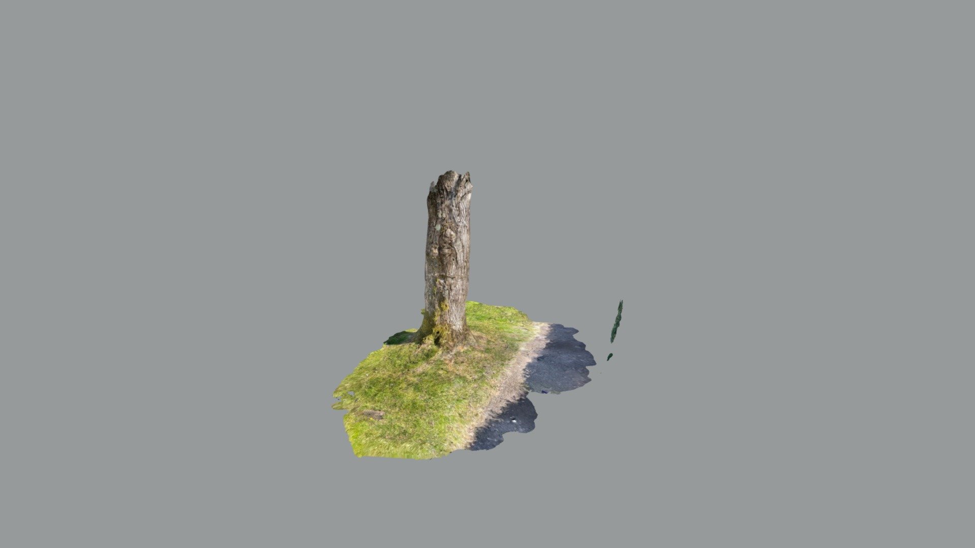Cirencester Tree