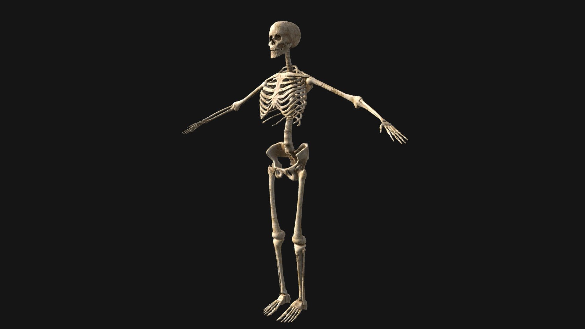 Прямо на скелет. Скелет человека. Скелет позы.