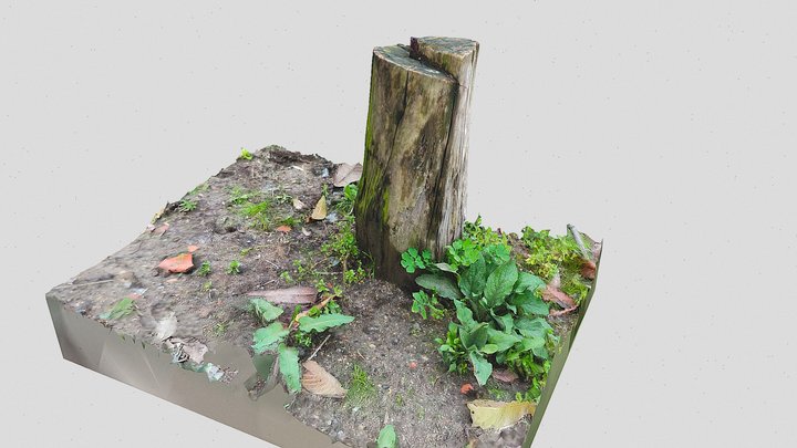 Photogrammetry Stump 3D model 3D Model