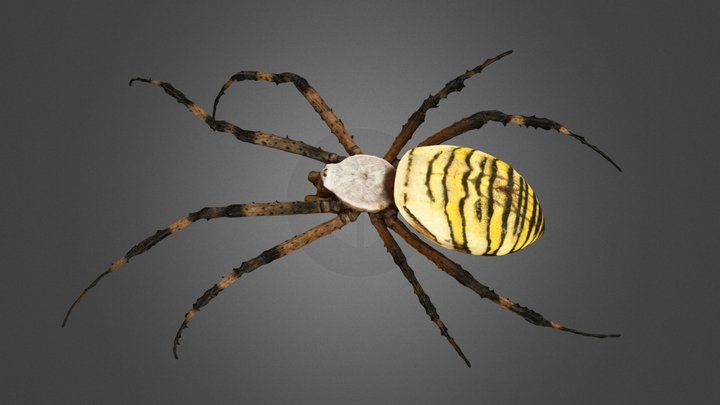 CC0 ナガコガネグモ 🕷️ ♀ Orb-weaver Spider