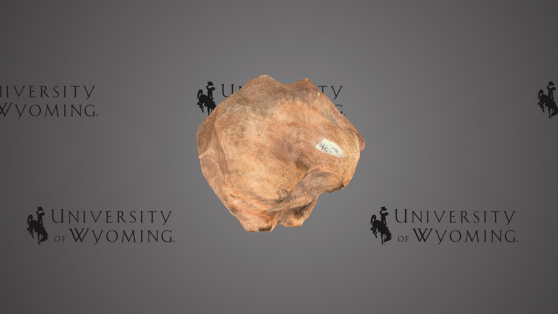 UW 46090 - Sauropelta, Caudal Vertebra — Sketchfab embed 3D viewer