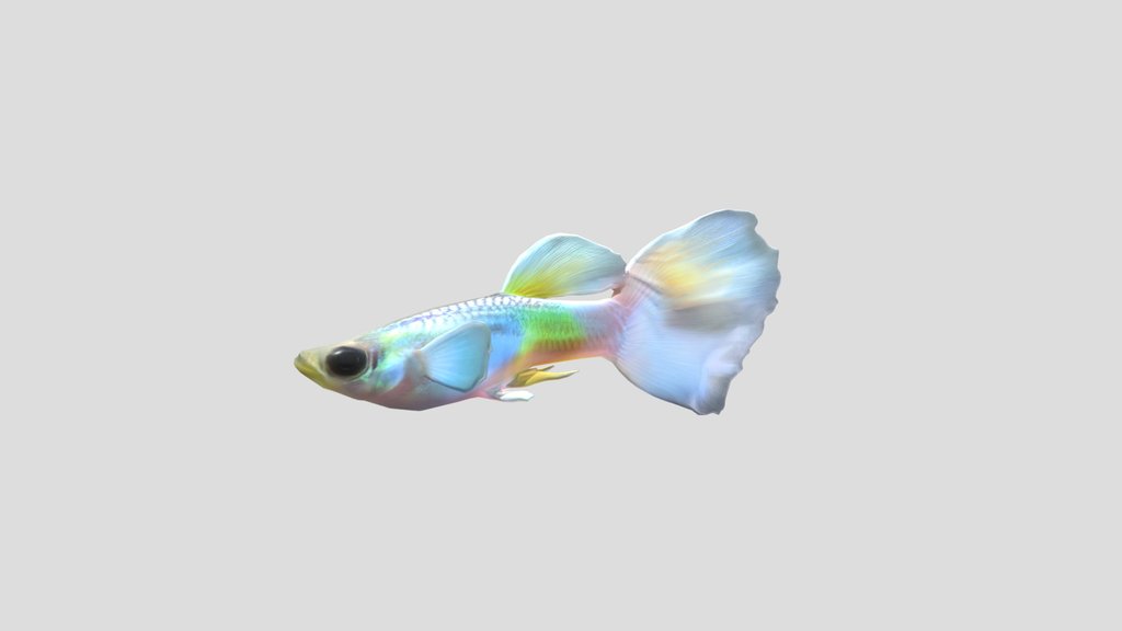 VeilTail  Guppy Male