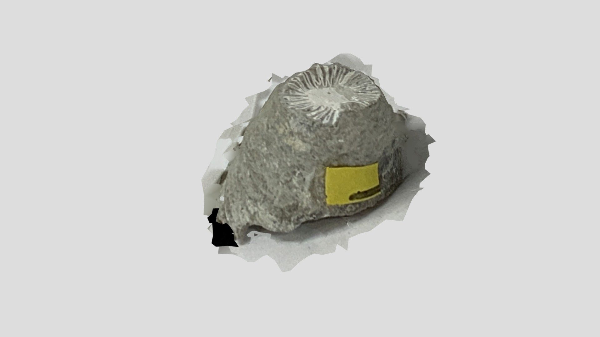 Fossil Test 2
