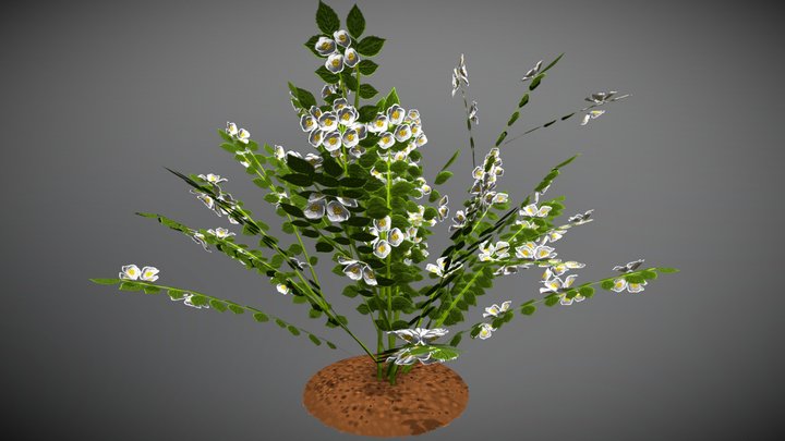 Жасмин 3D Model