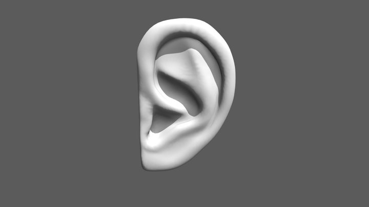30 Minute Ear 3D Model