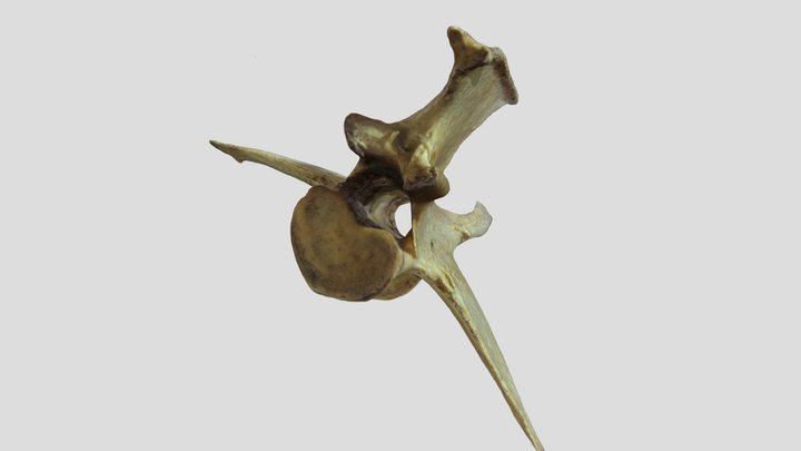 V22 3D Model