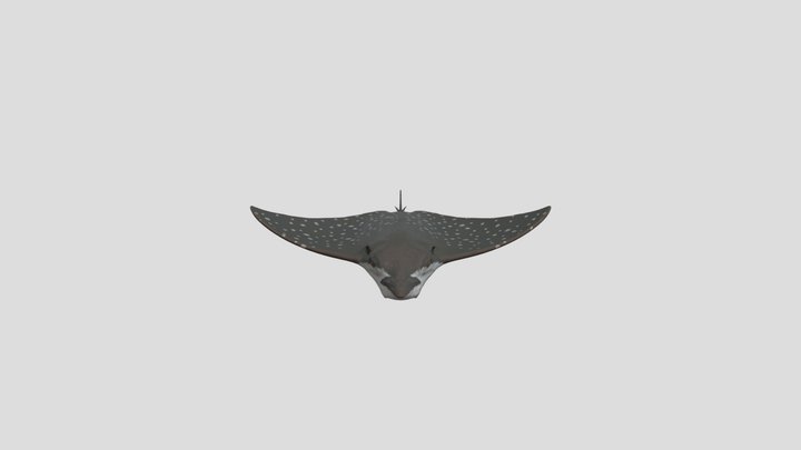 🌊 3D Stingray Model 3D Model