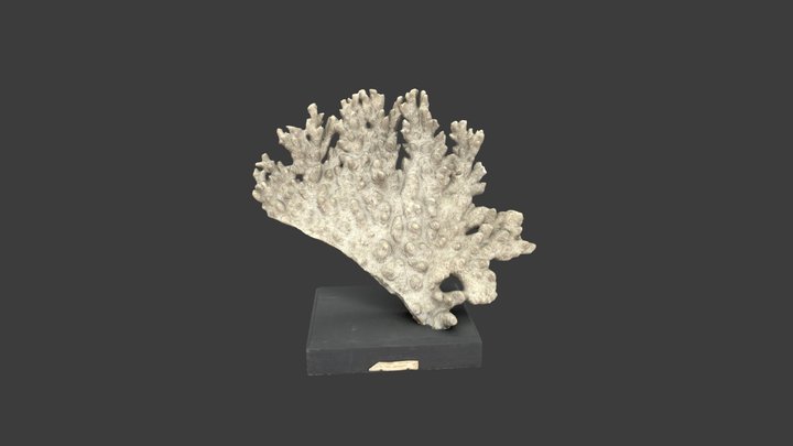 Madrepora conigera – Modello 3D gratuito STL