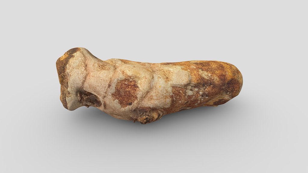 Turmeric root (Curcuma longa)