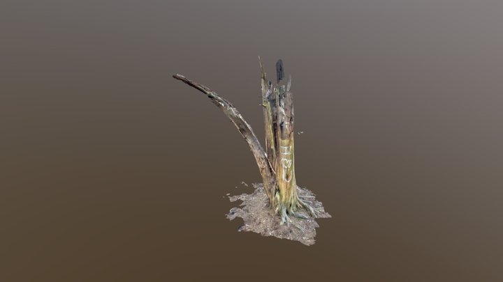 A random tree. 3D Model