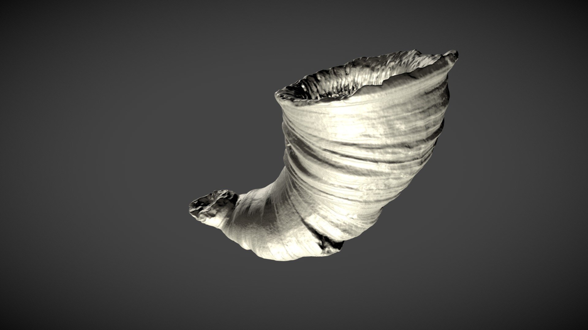 Fossil rugosan coral