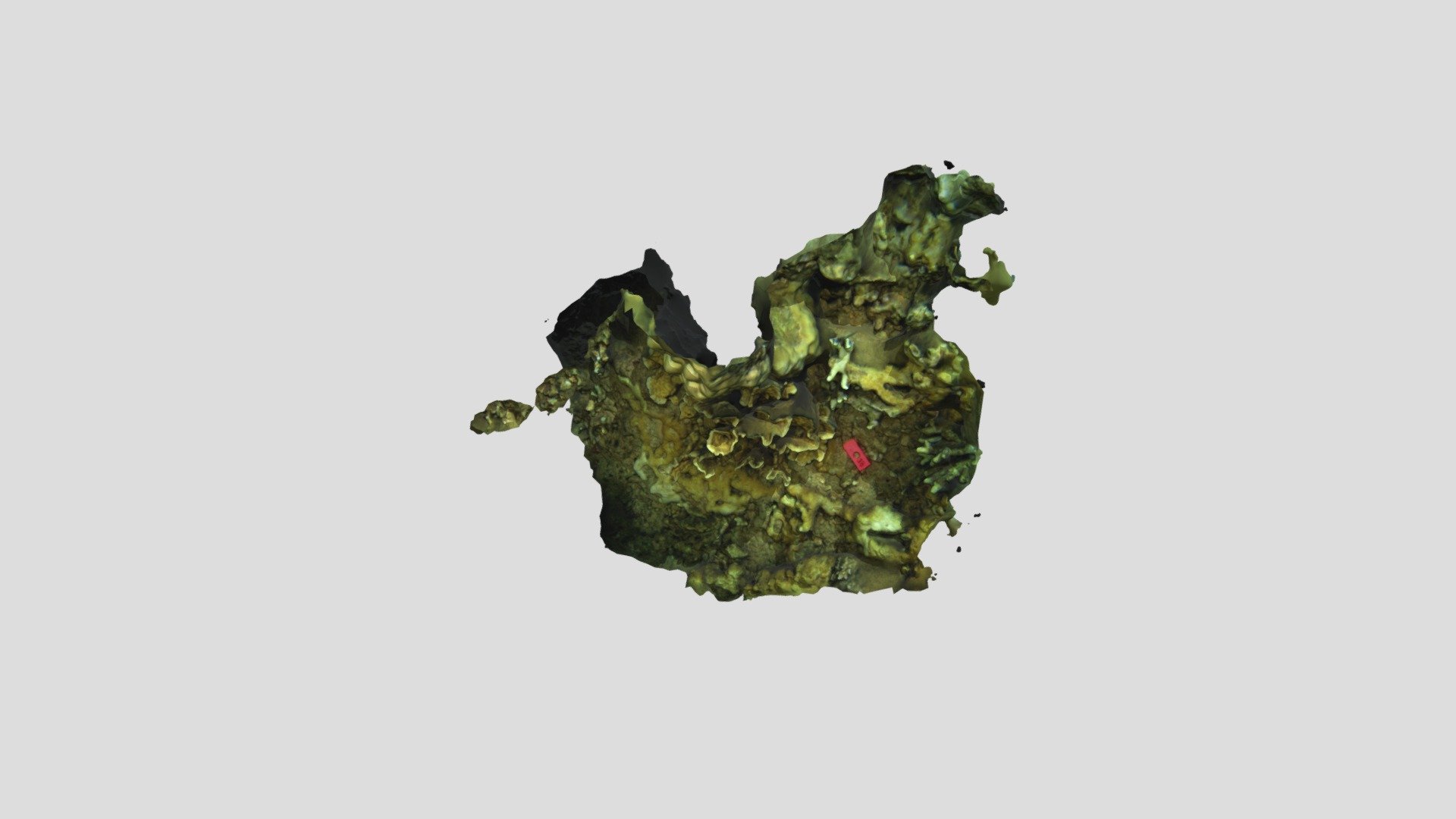 Echinopora lamellosa