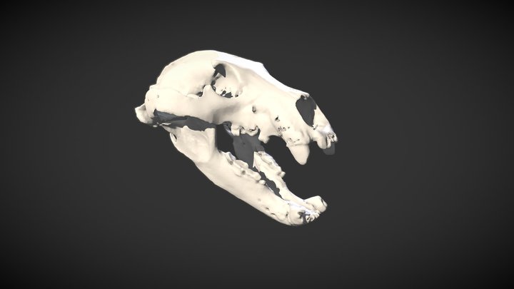 Crâne ours brun "Papillon" - Brown bear Skull 3D Model