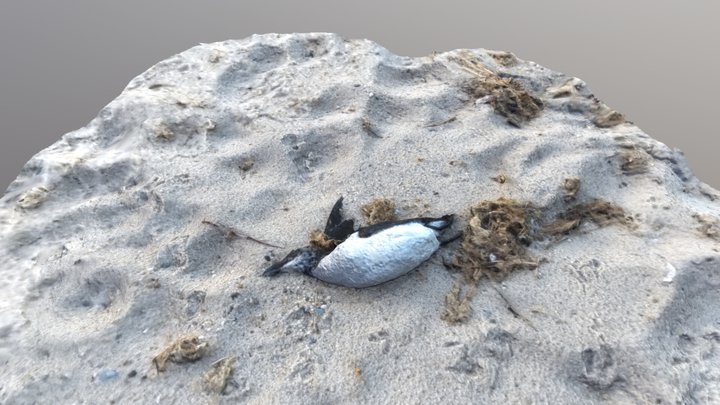 Morbid Beach Finds #5b  common murre (?) 3D Model