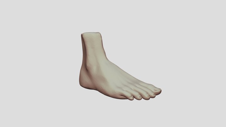 foot 3D Model