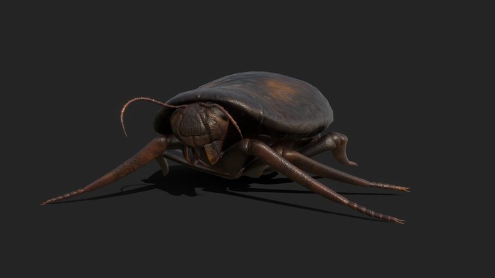 Arahnid, Cockroach 3D Model