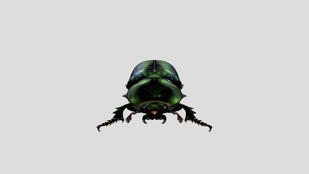 Stag Beetle (Lucanus cervus)