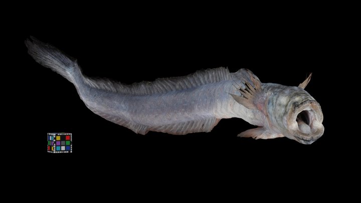 CC0 ワラスボ 🐟 ♀ Warasubo Eel Goby, O. lacepedii