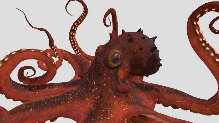 Octopus 3D Model