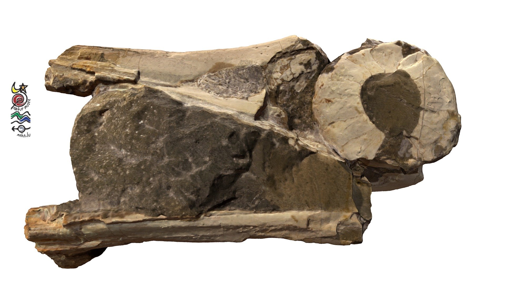 Ichthyosaur TU867