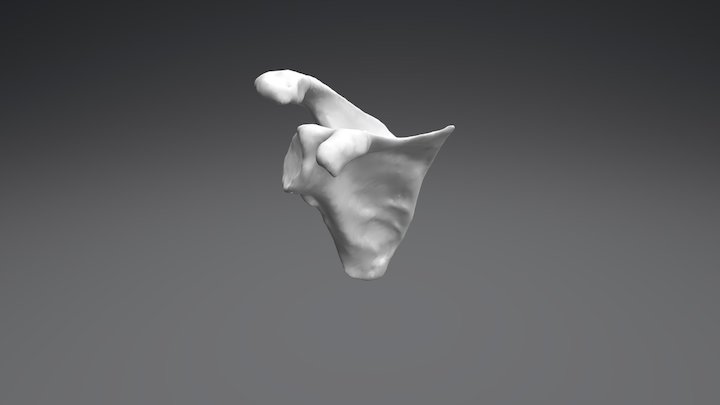 Escápula u Omóplato con descripción ósea 3D Model