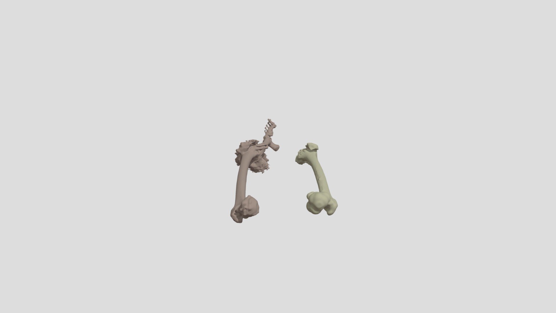 Femurs — Sketchfab embed 3D viewer