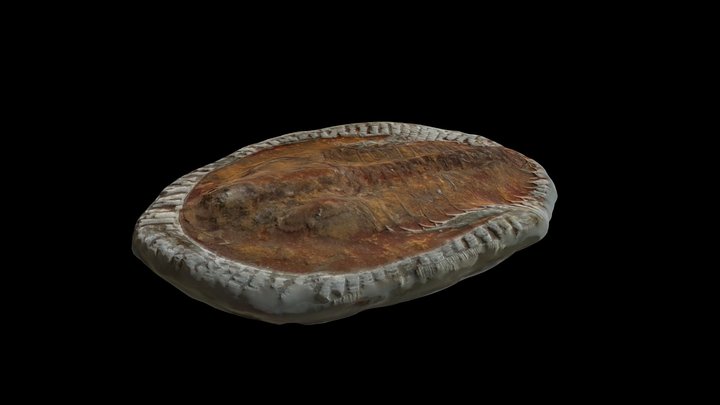 Trilobite 3D Model