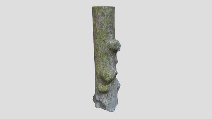Photoscanned Tree Trunk 3D Model