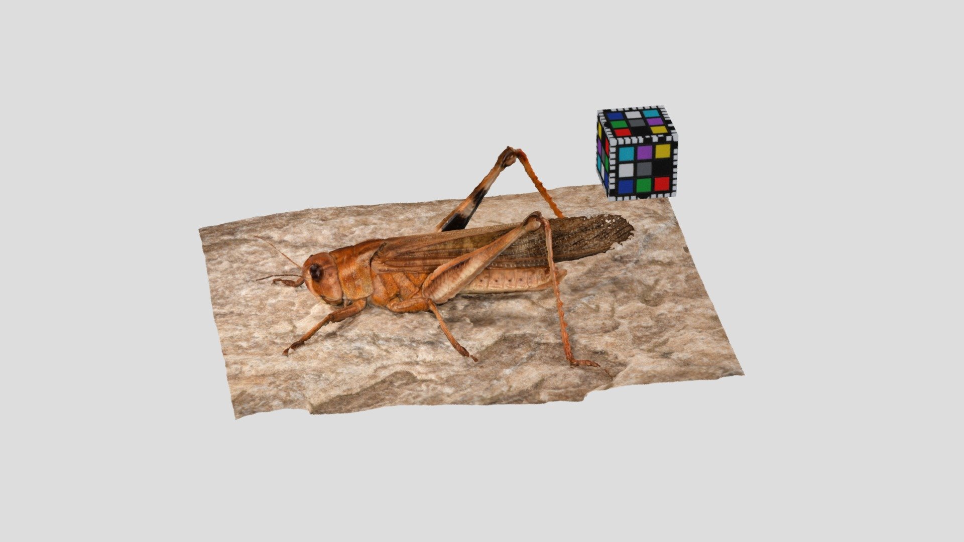 トノサマバッタ オス Locust migratoria