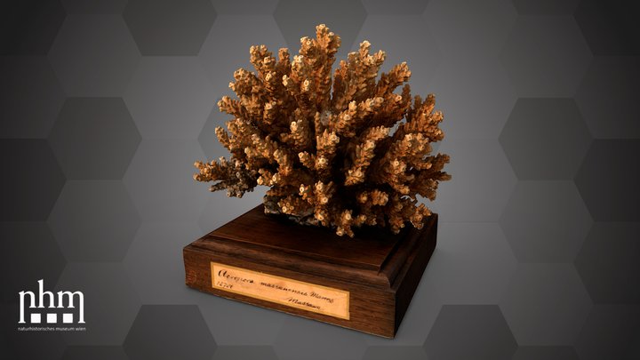 Staghorn coral (NHMW-ZOO-EV-0014225) – Gratis 3D-model STL