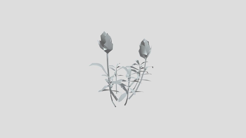 Plant Indian Paintbrush Medium