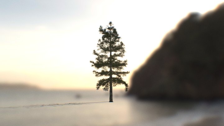 Realistic Pine 3D Model