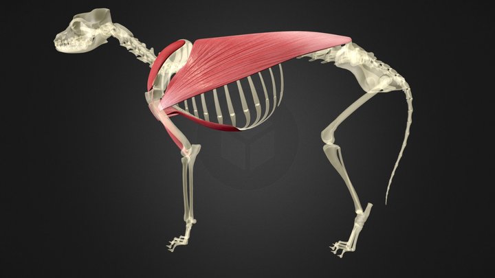 canine medial brachium 3D Model
