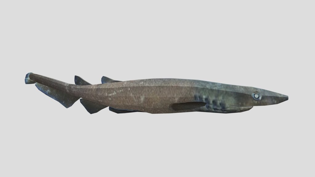 Brown Catshark 1