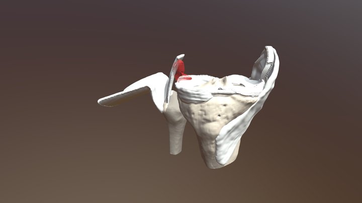 Medial and lateral knee ligaments 3D Model