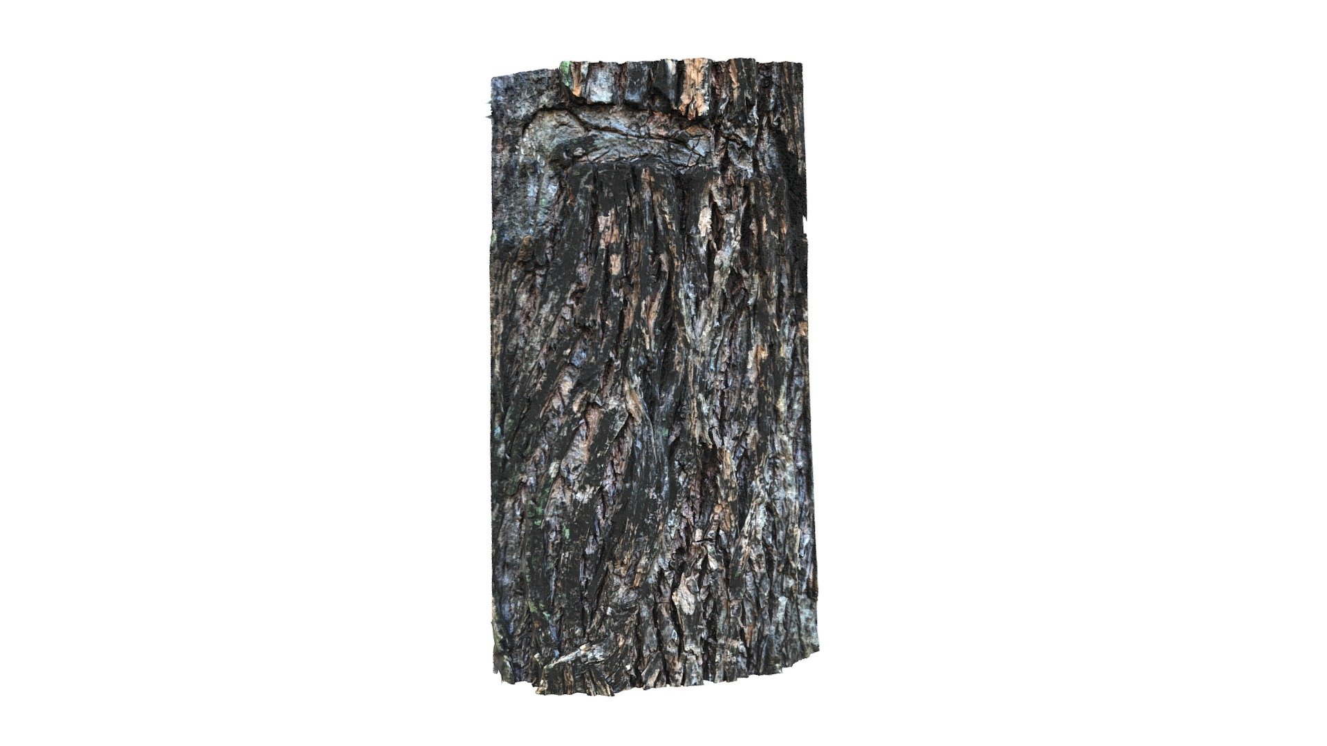 Free Tree Bark Photogrammetry