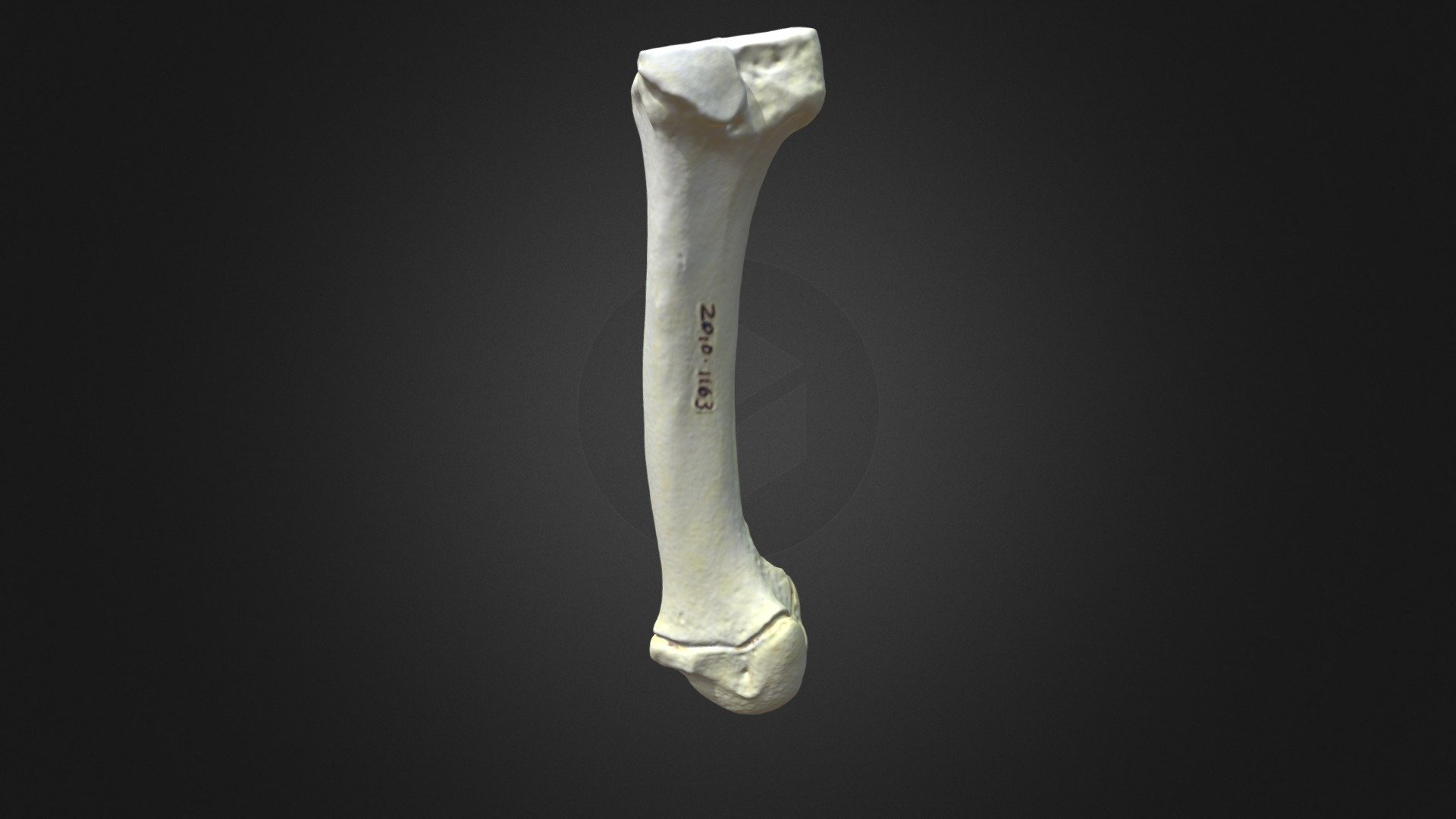 G. g. gorilla, metatarsus 3 (right hindlimb)