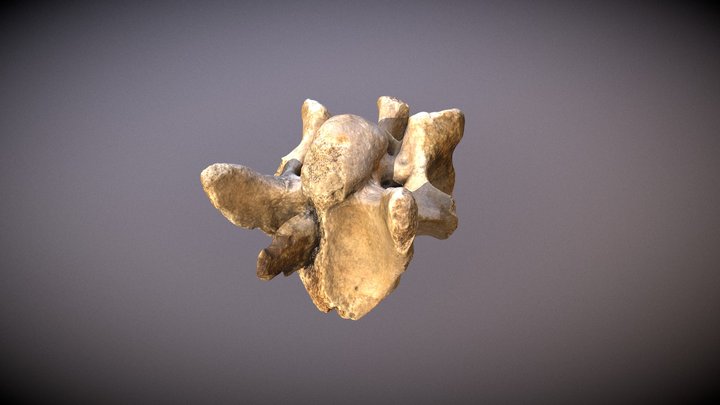 Vertebra w/ embedded point 3D Model