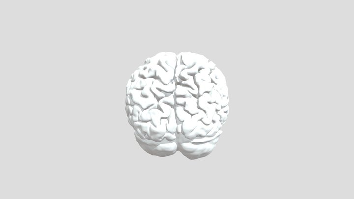 2903048 Human Brain 3D Model