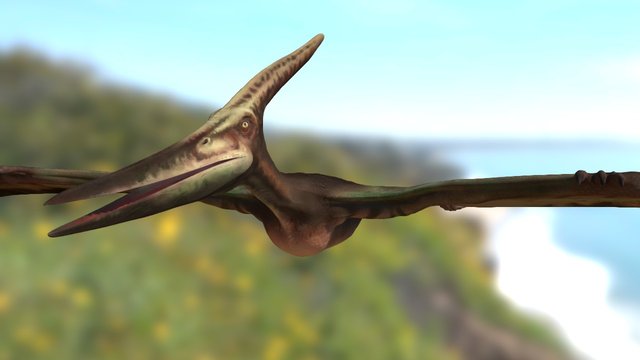 Pteranodon 3D Model