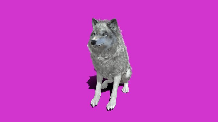 Fur Wolf 3D Model