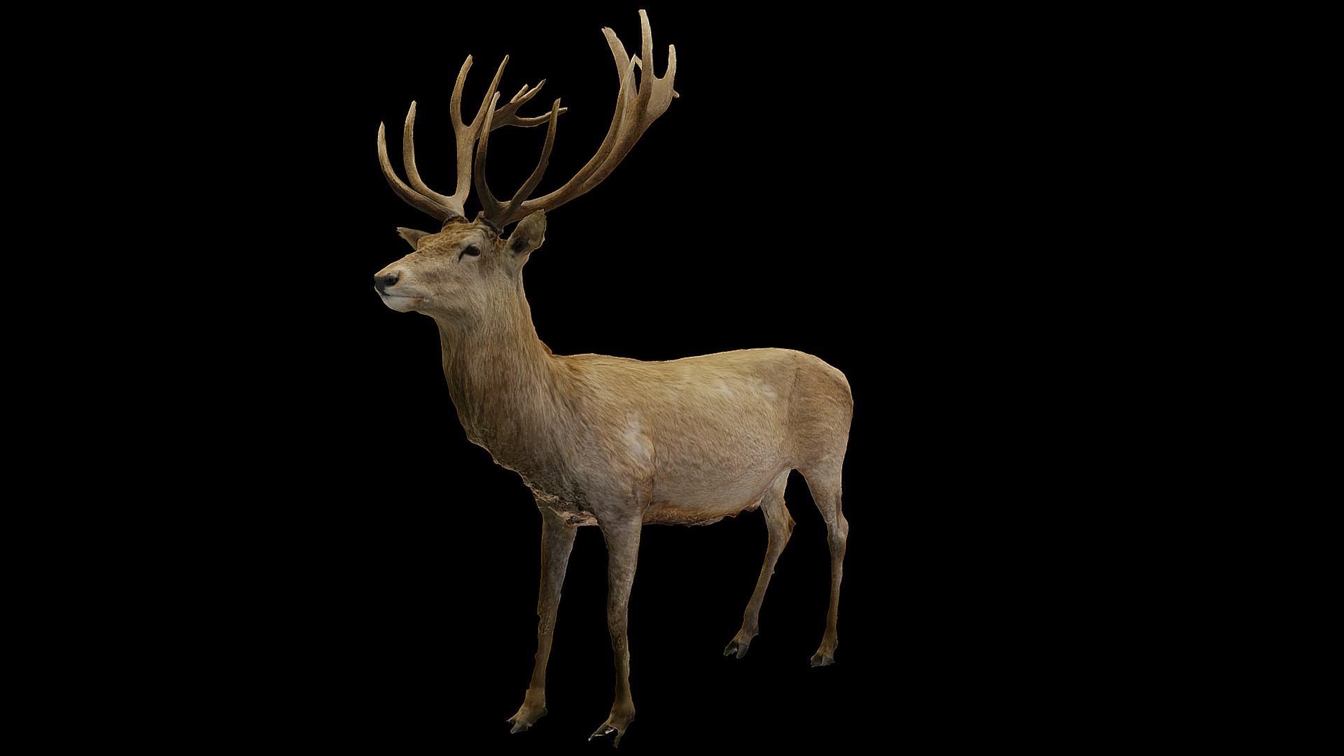 3D model Deer - This is a 3D model of the Deer. The 3D model is about a deer with antlers.