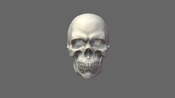 Realistic Human Male Skull for drawing reference 3D Model